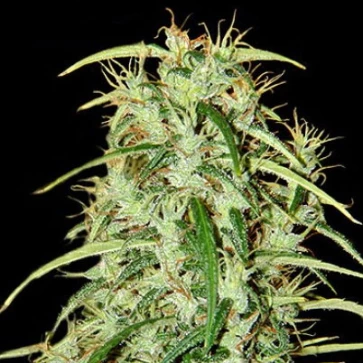 Семена конопли Skunk Haze F1 Seedsman