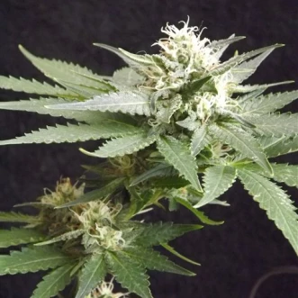 Семена конопли Top Skunk44 
