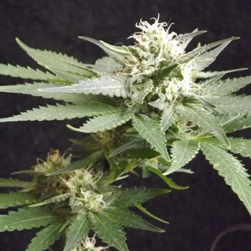 Семена конопли Top Skunk44 