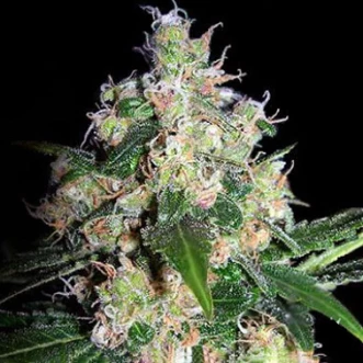 Velvet Bud Feminised Hemp Seeds