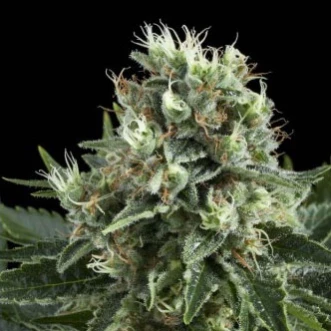 White Widow Feminised Hemp Seeds