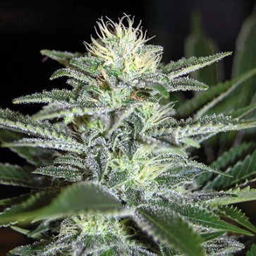 Семена конопли White Widow