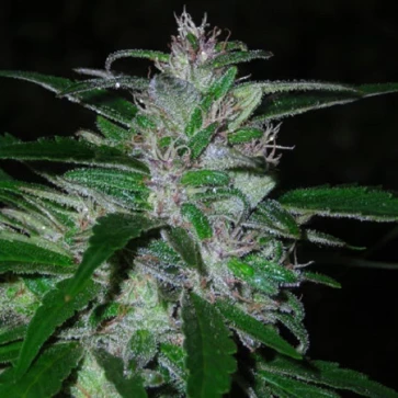 Насіння конопель Super Cali Haze Feminised