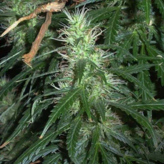 Super Stinky Feminised Cannabis Seeds