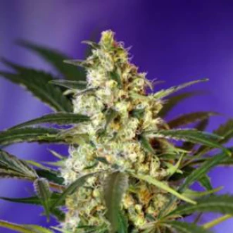 Auto Fast Bud #2 Feminised Seeds