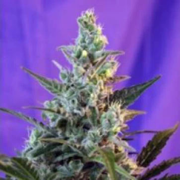 Семена конопли Auto Sweet Skunk Feminised