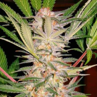 S.A.D Feminised Seeds