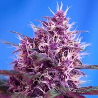 Auto Red Poison Feminised Seeds