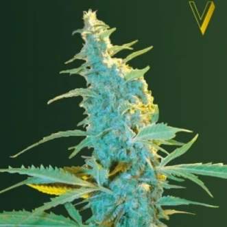 Cannabis seeds Ultra Power Plant Feminised