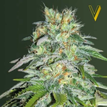 Cannabis seeds Auto Cheese Feminised