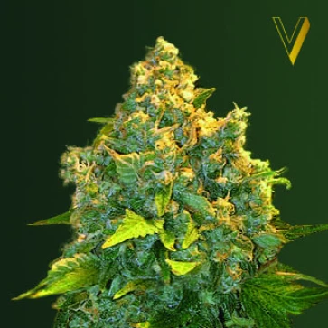 Насіння конопель Auto Chronic Monster XXL Feminised