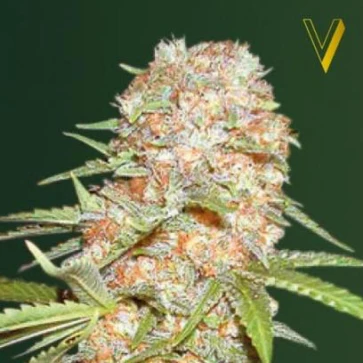 Cannabis seeds Auto Super Extra Skunk Feminised