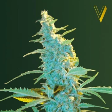 Cannabis seeds Auto Ultra Power Plant Feminised