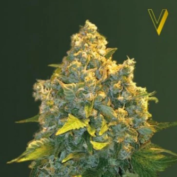 Семена конопли Chronic Monster XXL Feminised