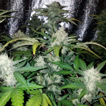 Насіння конопель Green Wild Shark Feminised