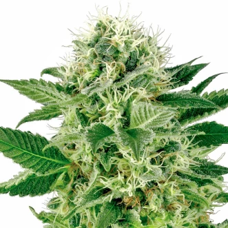 Cannabis seeds Northern Light Feminised