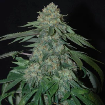 Семена конопли OG Kush Feminised