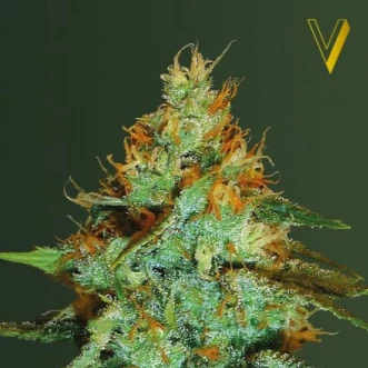 Семена конопли Original Limonade Skunk Feminised