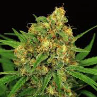Cannabis seeds Parmesan Feminised