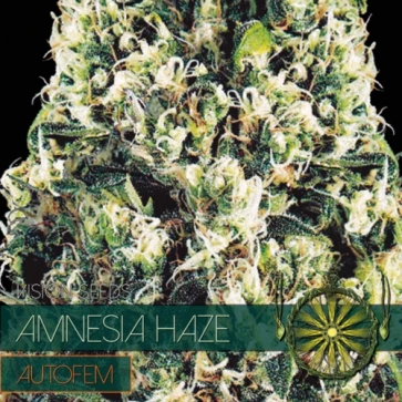 Насіння конопель Auto Amnesia Haze Feminised