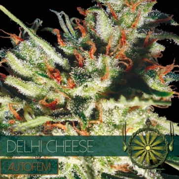 Auto Delhi Cheese Feminized Hemp Seeds