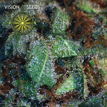 New York Diesel Feminised Hemp Seeds