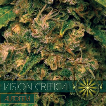 Семена конопли Auto Vision Critical Feminised
