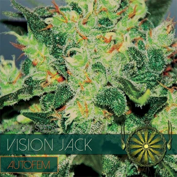 Семена конопли Auto Vision Jack Feminised