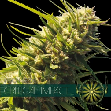 Critical Impact Feminised Hemp Seeds