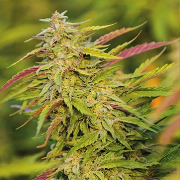 Насіння коноплі Purple Trainwreck Feminised