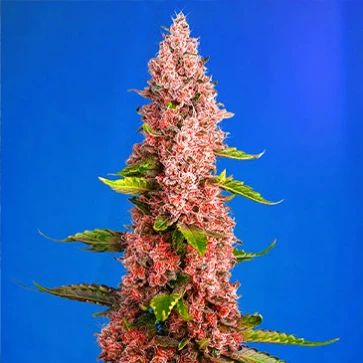 Red Hot Cookies Feminised Hemp Seeds
