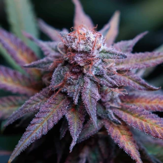 Насіння коноплі Fast Version Blue Dream