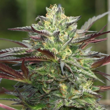 Fast Version Girls Scout Cookies cannabis seeds