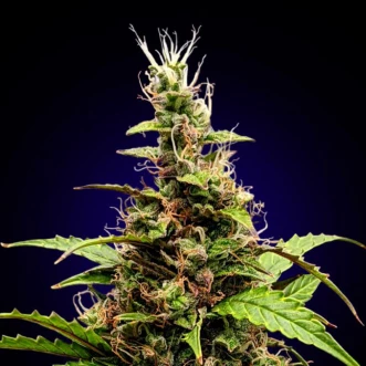 Fast Version Somango cannabis seeds