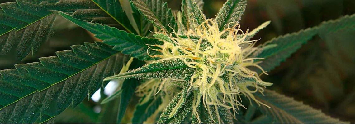 Early maturing hemp varieties - how to grow