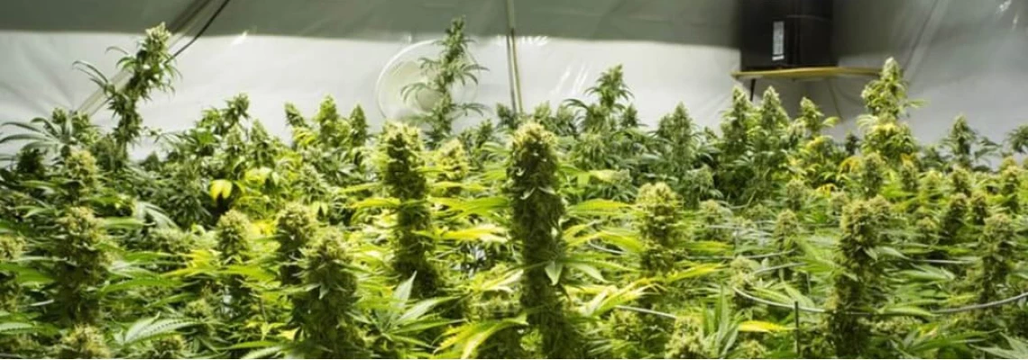 Growing for beginners
