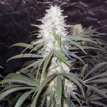 Насіння коноплі Stexling Haze Feminised Silver