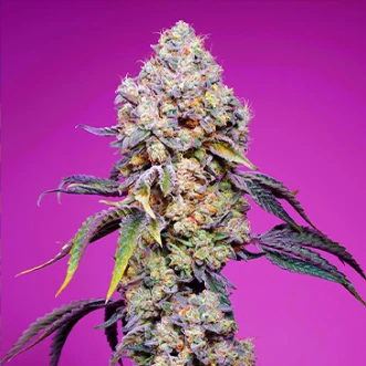 Насіння конопель Sweet Mandarine Zkittlez Fast Flovering