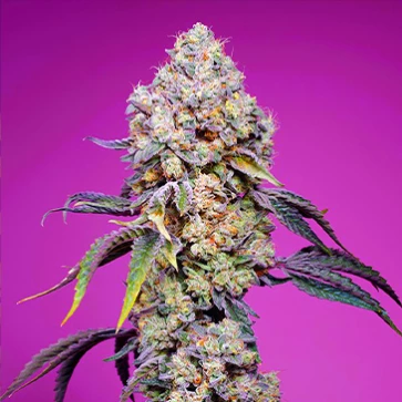 Семена конопли Sweet Mandarine Zkittlez Fast Flovering