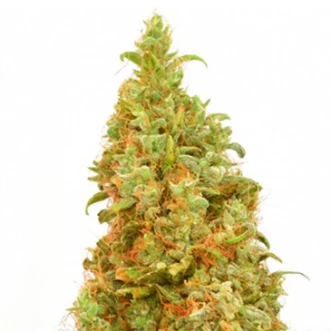 Семена конопли THC-Victory Feminised
