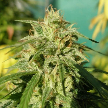 Tijuana Feminised Silver cannabis seeds
