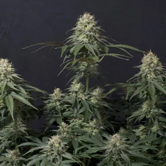 Семена конопли Tropicana Cookies Fast Flowering