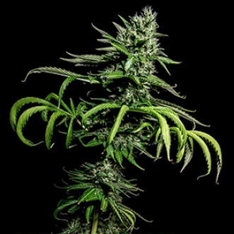 Насіння коноплі Tropicana Cookies Feminised Gold