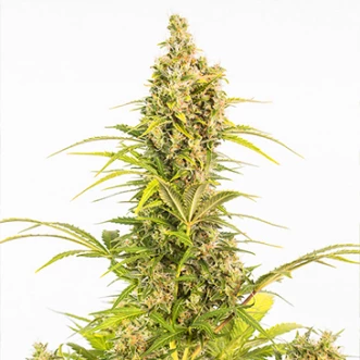 Семена конопли Auto CBD White Widow Feminised