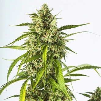 Насіння конопель Auto White Widow XXL Feminised
