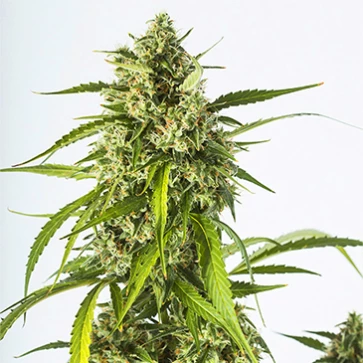 Семена конопли Auto White Widow XXL Feminised