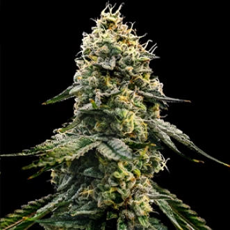 Насіння коноплі Zkittlez x Gelato Feminised Gold