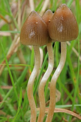Виды псилоцибиновых грибов
