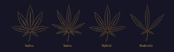 Types of cannabis: indica, sativa, hybrids, ruderalis