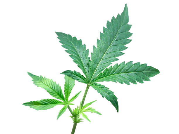 Small cannabis ruderalis plant on white background